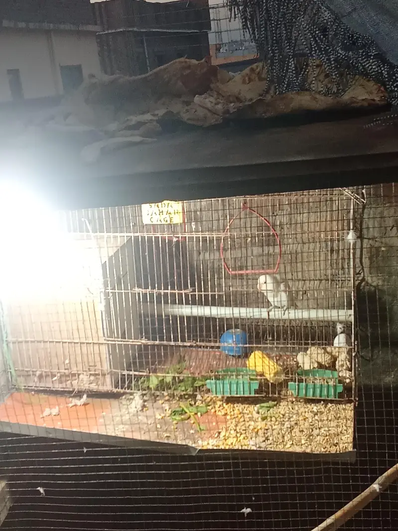 beautiful raw parrot — photo 5
