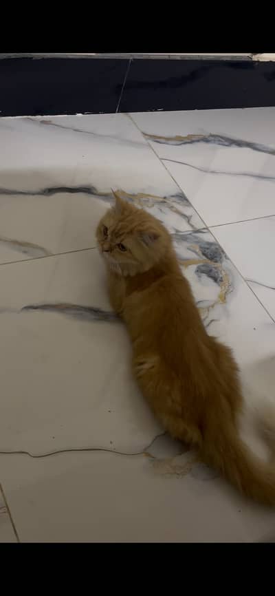 Persian cat