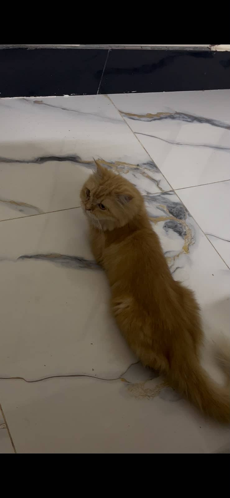 Persian cat 0