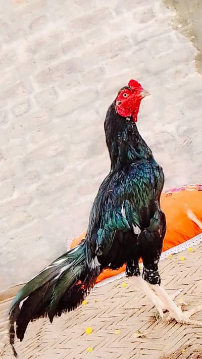aseel mianwali
