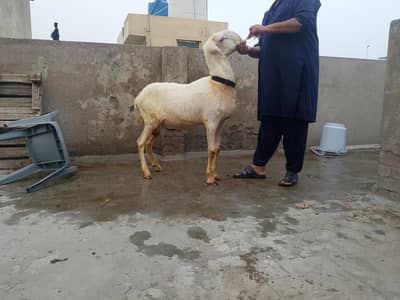 2dant Mundra chatra