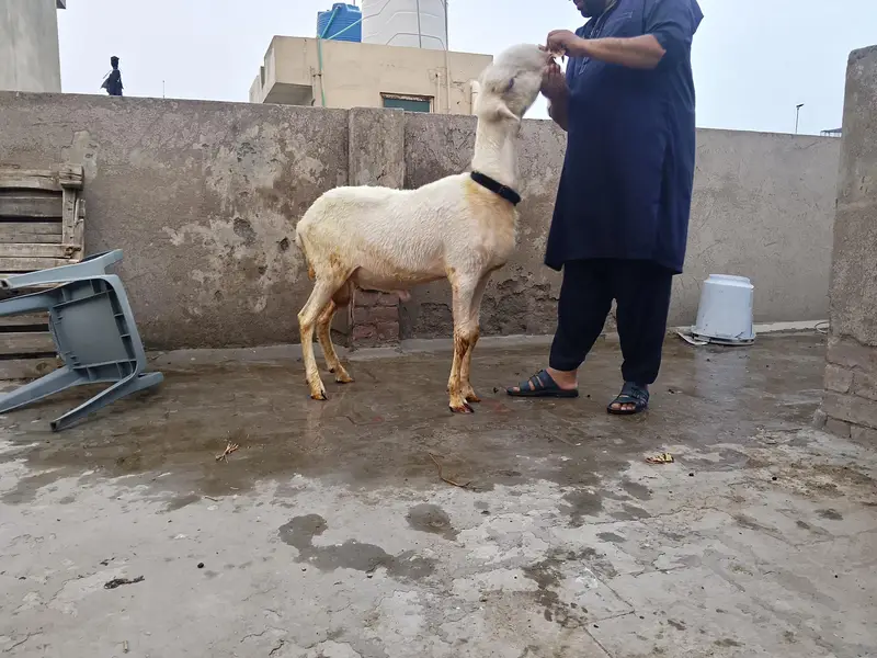 2dant Mundra chatra — photo 2