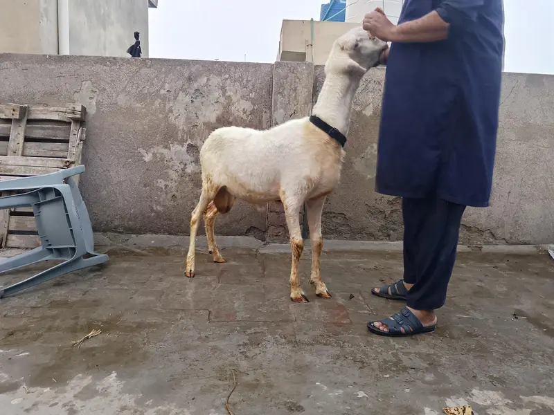 2dant Mundra chatra — photo 3