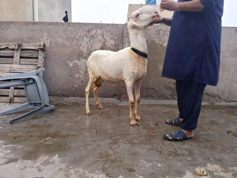 2dant Mundra chatra — photo 4