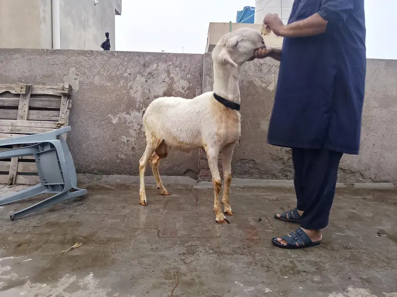 2dant Mundra chatra — photo 5