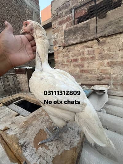 Heera female