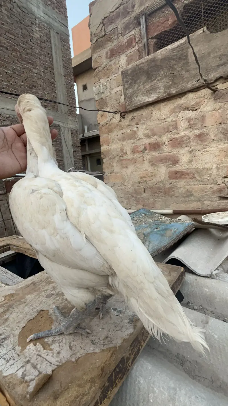 Heera female — photo 2