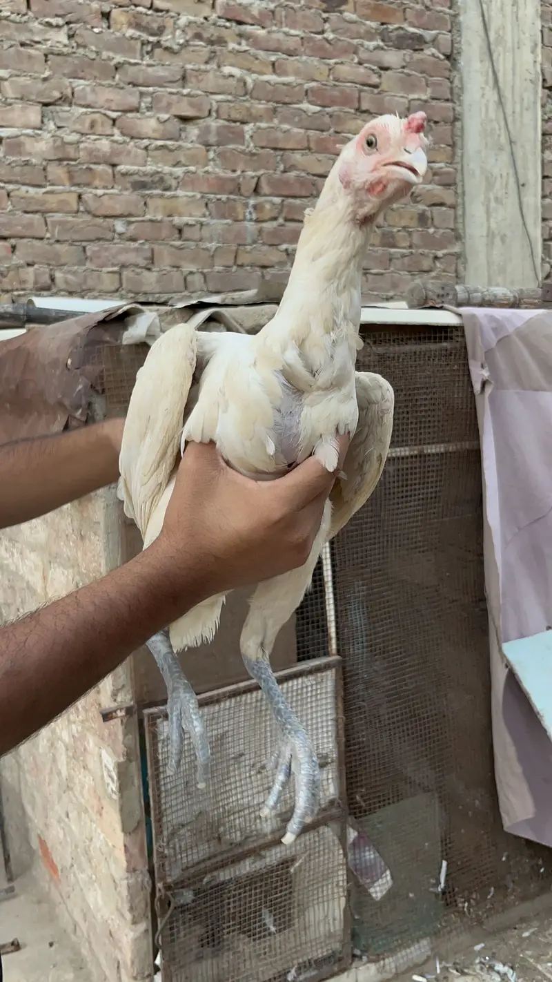 Heera female — photo 3
