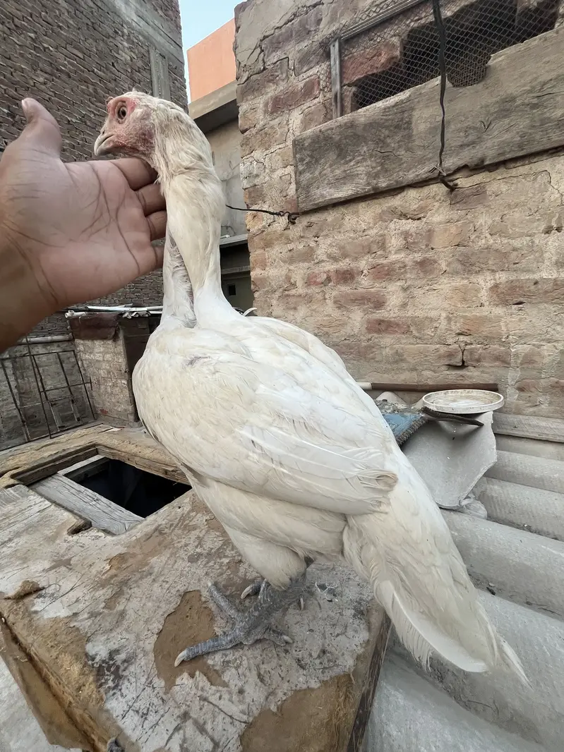 Heera female — photo 4
