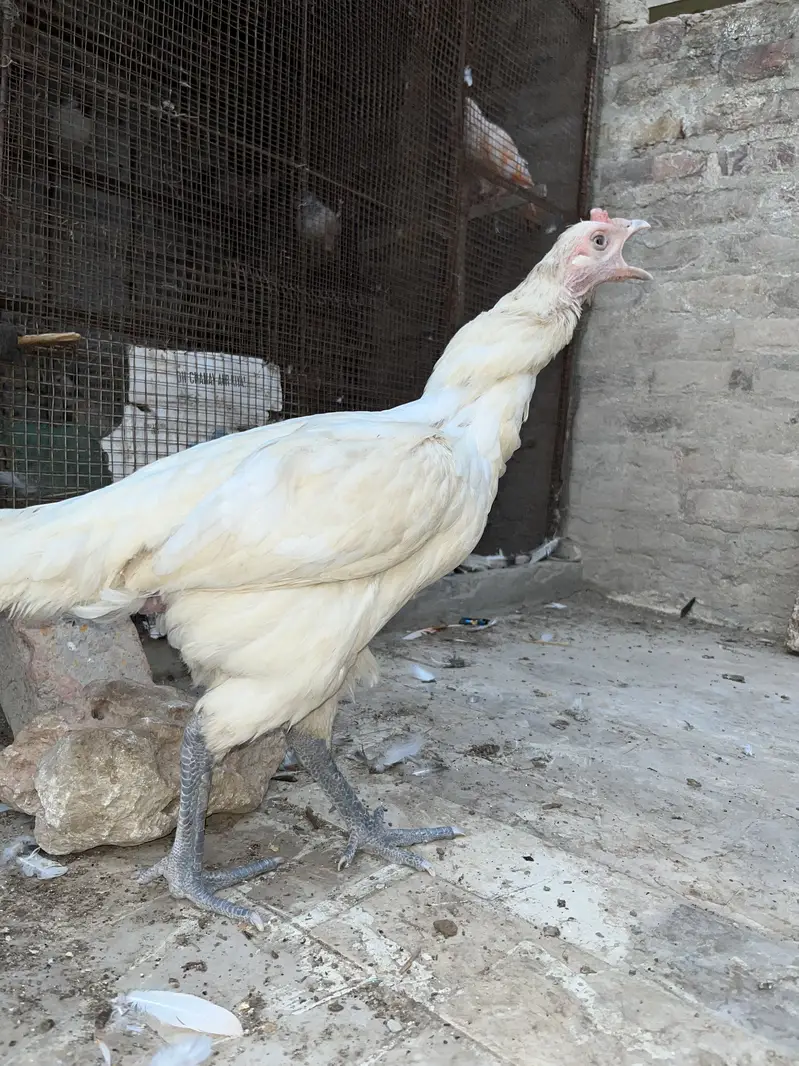 Heera female — photo 5