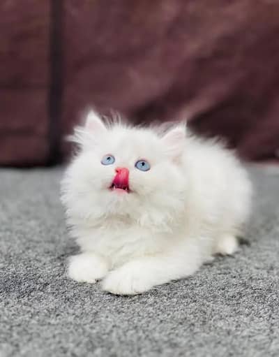 (Persian female kitten) (for sale all) (Pakistan delivery available)