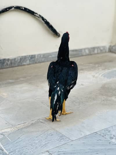 Aseel Lassani mushka patha