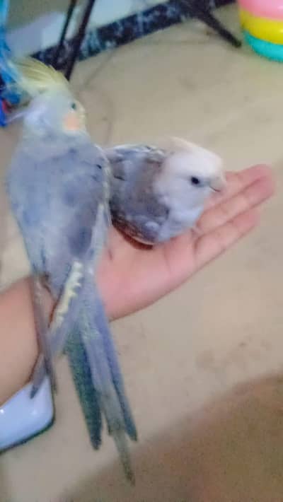 albino male hand tame grey female hand tame