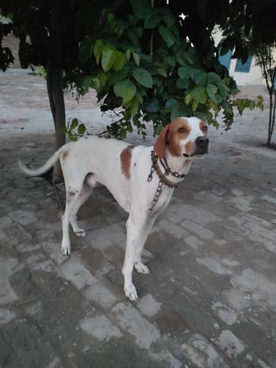 English Pointer dog Dog breed
