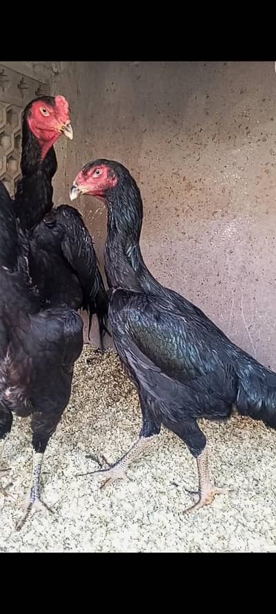 Black Oh shamo pathy pathiya, Black Shamo breeder female.