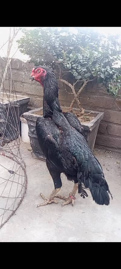 Black Oh shamo pathy pathiya, Black Shamo breeder female.
