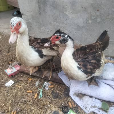 Muscovy. Duck