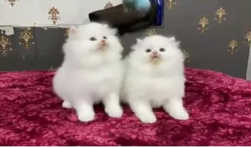 (Persian female kitten) (for sale all) (Pakistan delivery available)