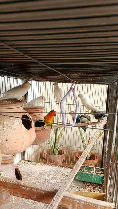 Ringneck / cocktail / lovebirds