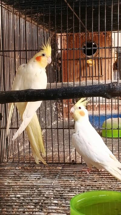 Ringneck / cocktail / lovebirds