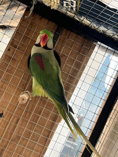 raw parrot pair