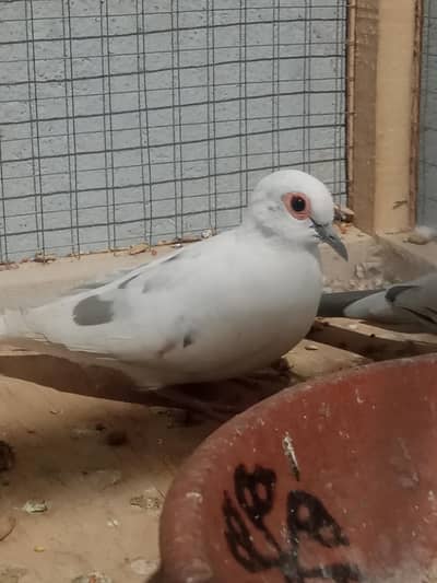 pied dove