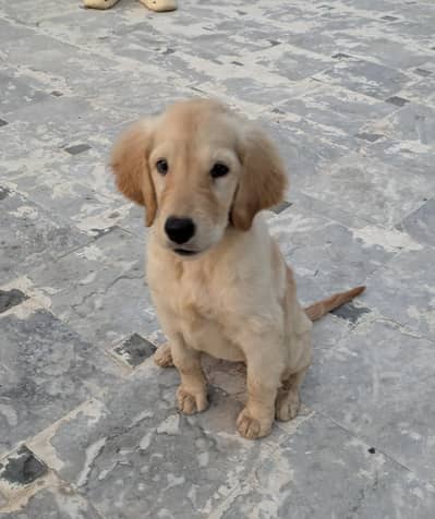 Golden Retriever Female pup  For Sale