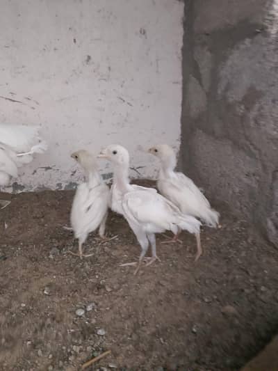 paper white heera
