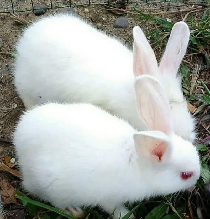 rabbits 0