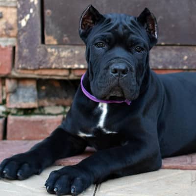 Cane Corso Puppy | Black Cane Corso Dogs For Sale