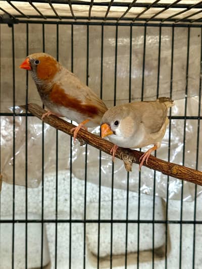 Exhibition finches