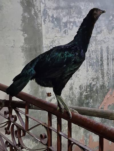 Kudhak murgiyan