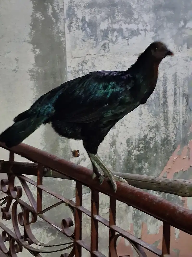 Kudhak murgiyan — photo 2
