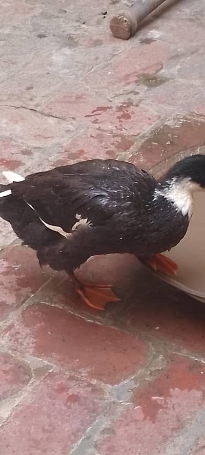 Pair of Ducks for Sale
