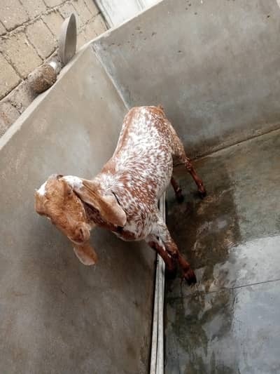 makka chinni bakri