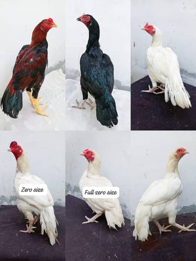 Heera birds