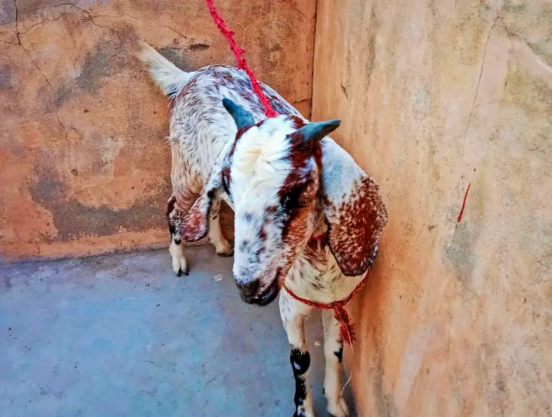 Ablaq Kamori Path — photo 7