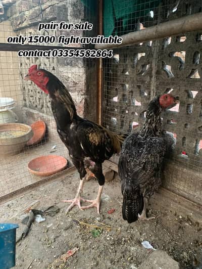 ready for season male video available