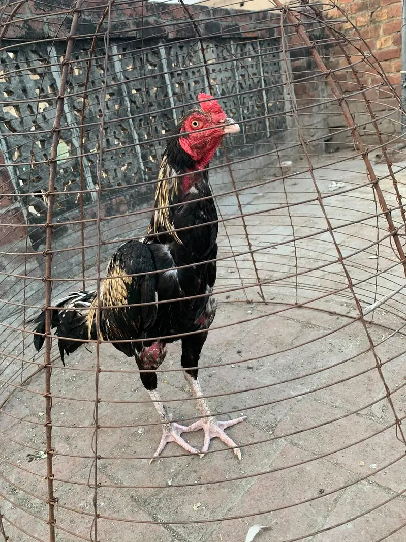 ready for season male video available — photo 2