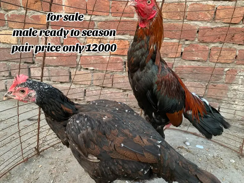 ready for season male video available — photo 4