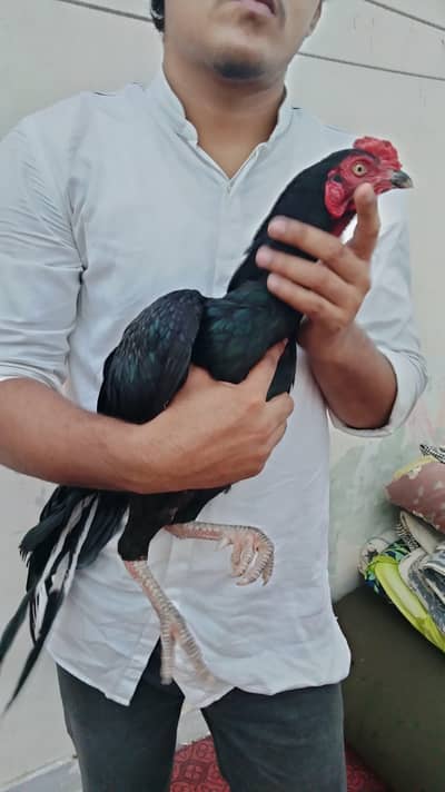 Aseel mushka murga