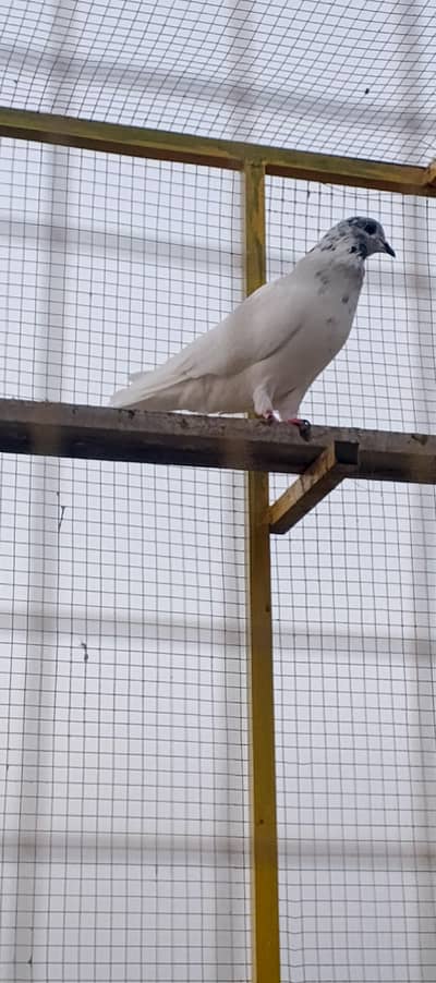 pigeon for sale motiyon Wala male