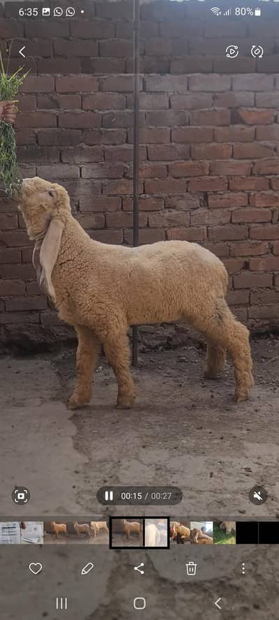 kajla for sale
