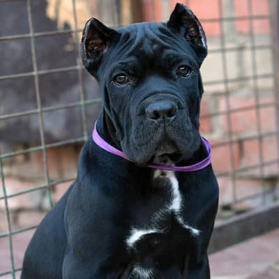 Cane Corso Puppy | Cane Corso Puppies | Dog for sale
