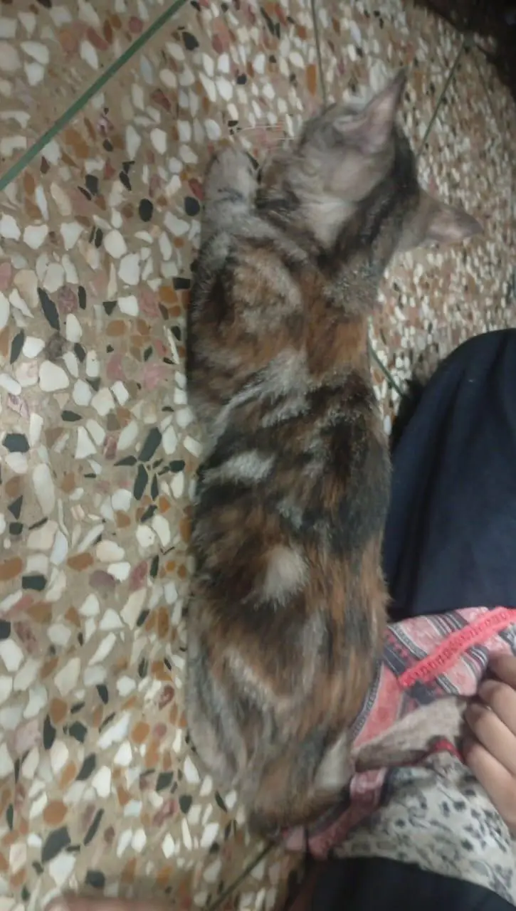 persian cats for sale pair — photo 2