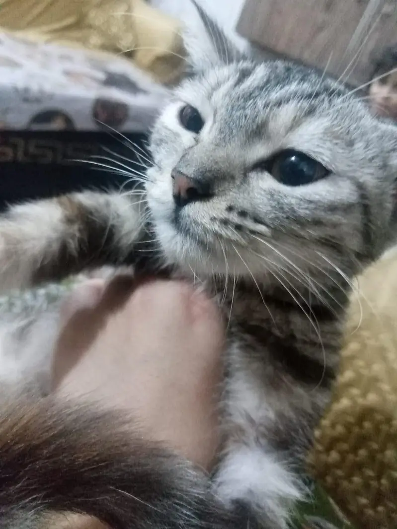 persian cats for sale pair — photo 3