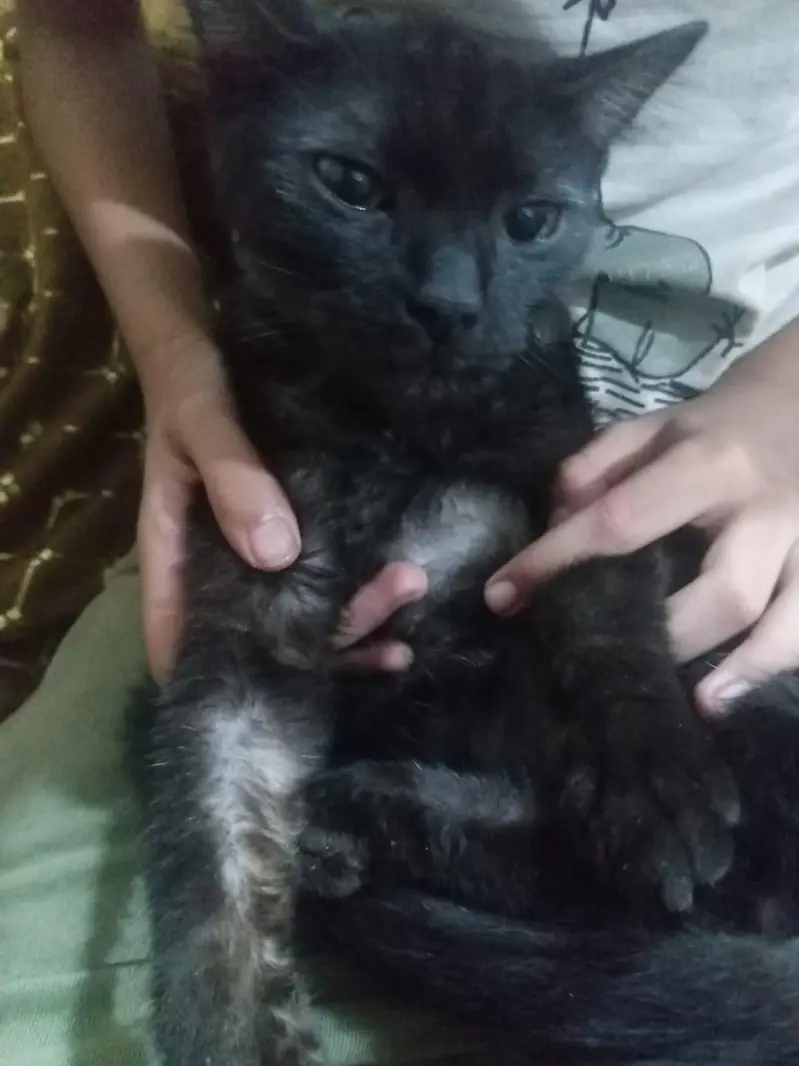 persian cats for sale pair — photo 4
