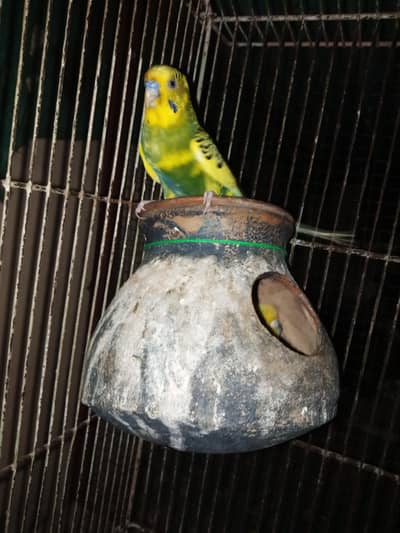 Australian pair and 2 Patha for sale