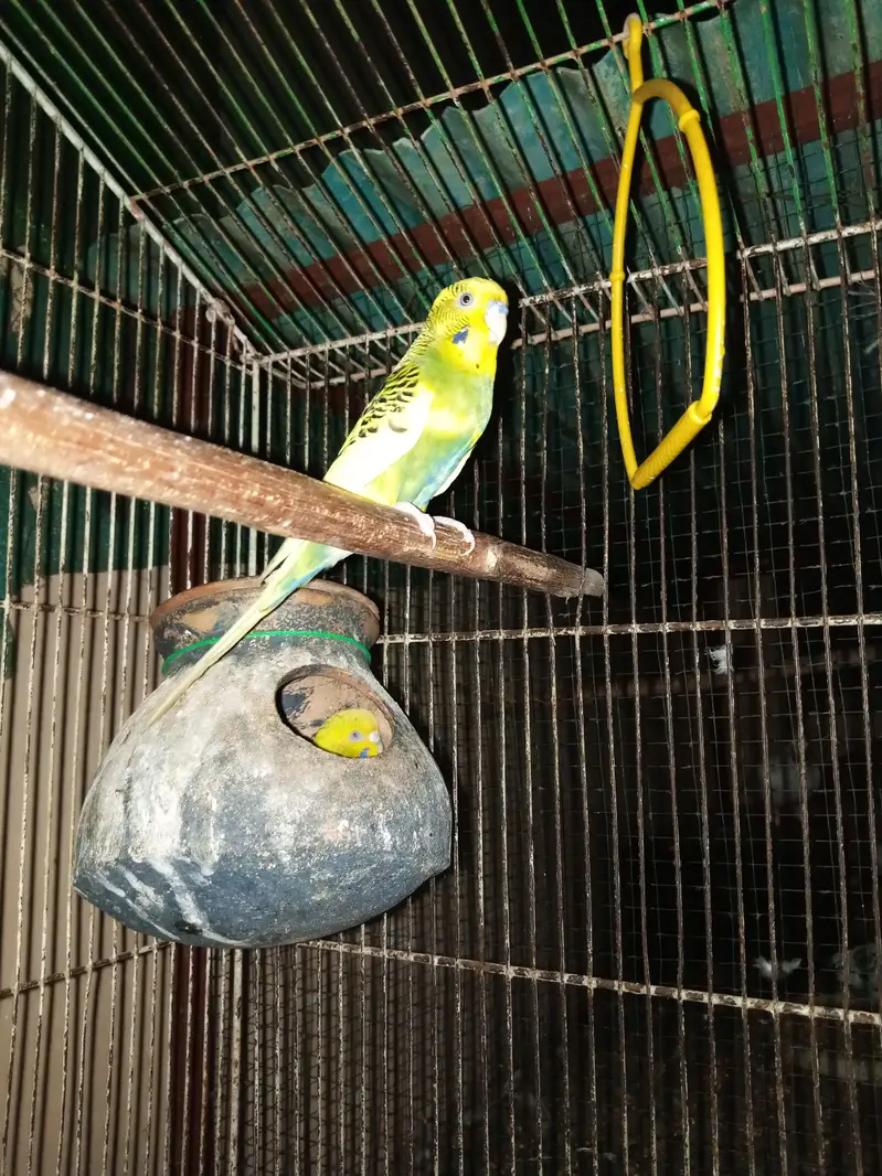 Australian pair and 2 Patha for sale — photo 2