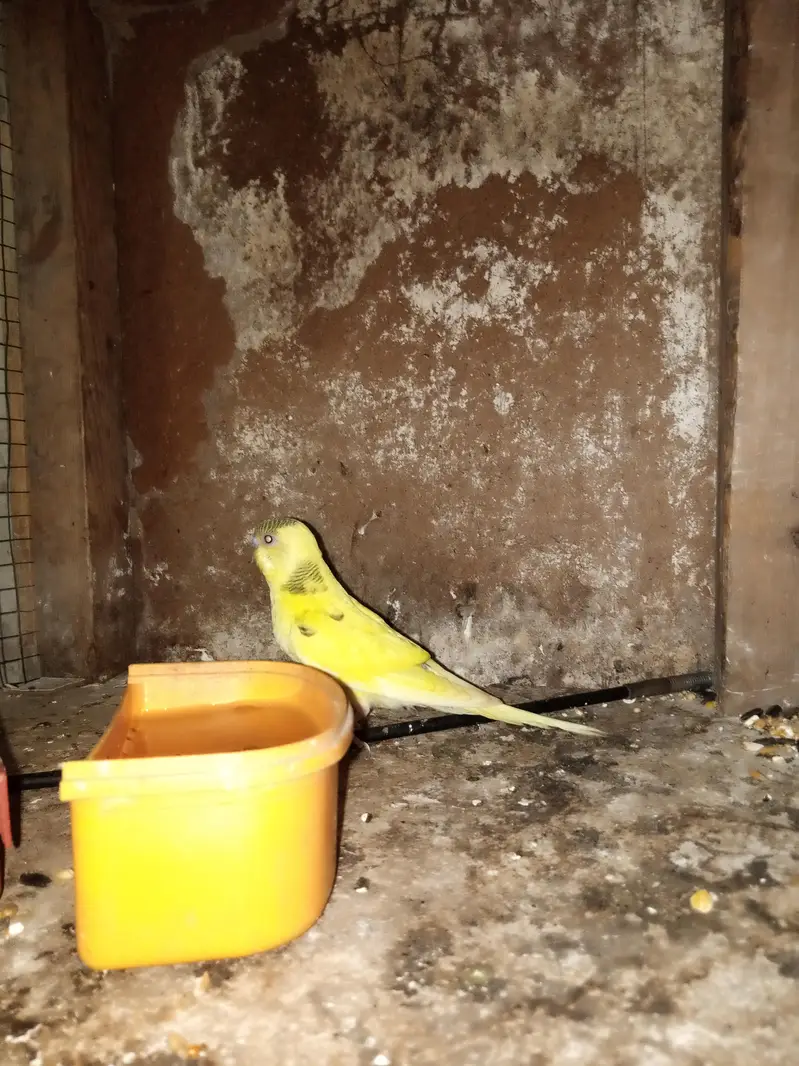 Australian pair and 2 Patha for sale — photo 4